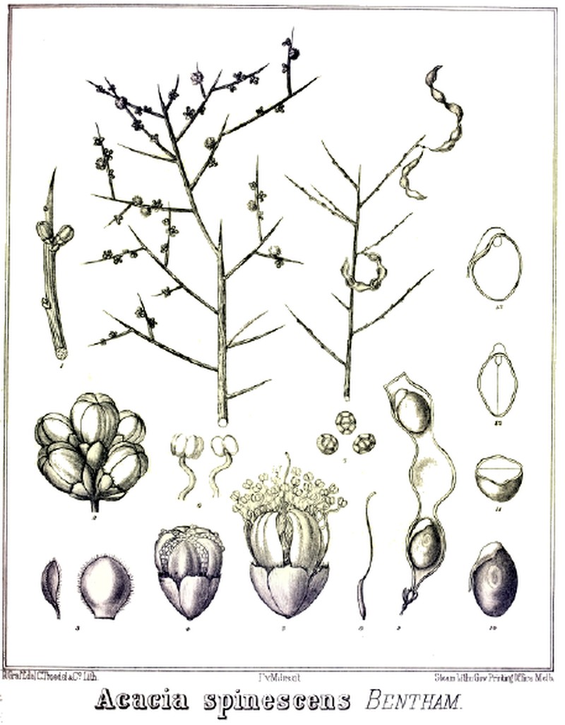 Acacia spinescens