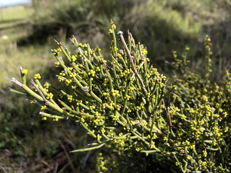 Acacia spinescens photo 2