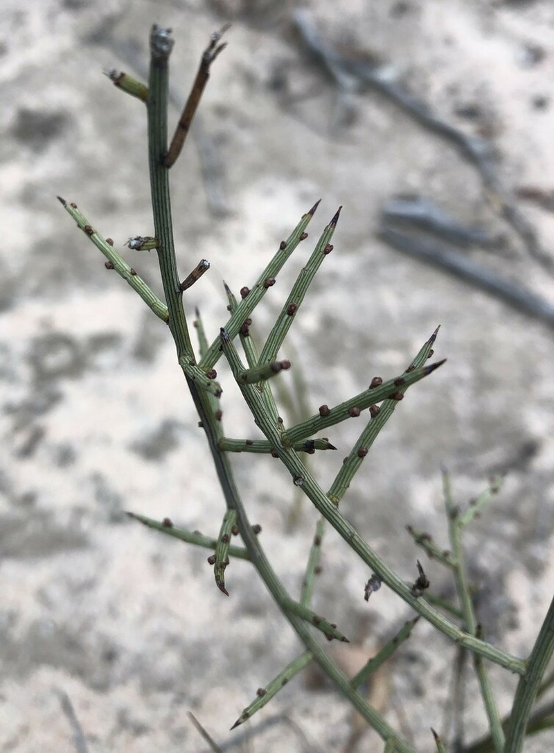 Acacia spinescens photo 3