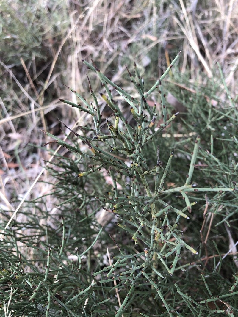 Acacia spinescens photo 4