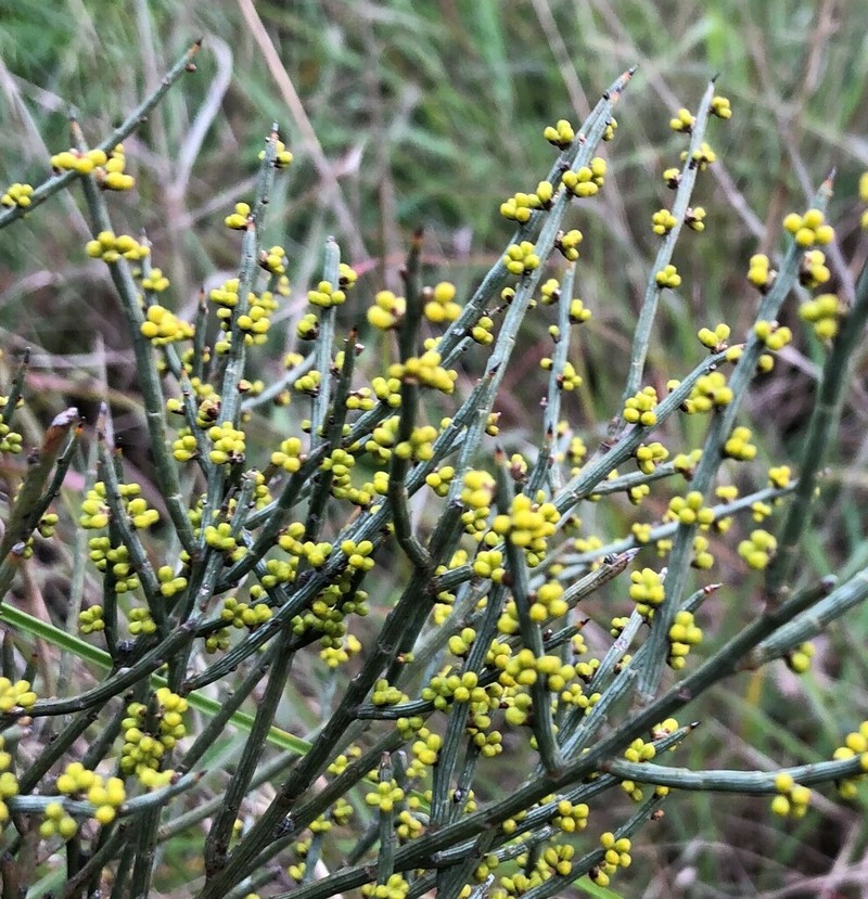 Acacia spinescens photo 5