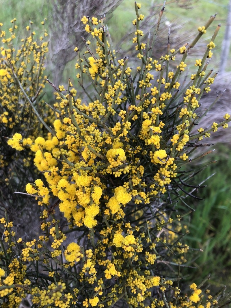 Acacia spinescens photo 6
