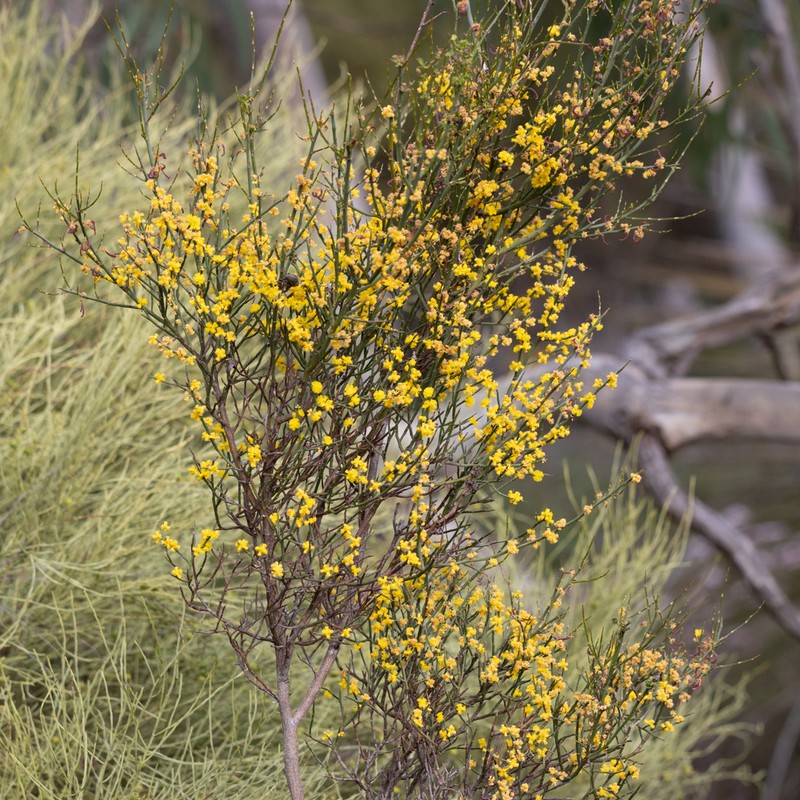 Acacia spinescens photo 7