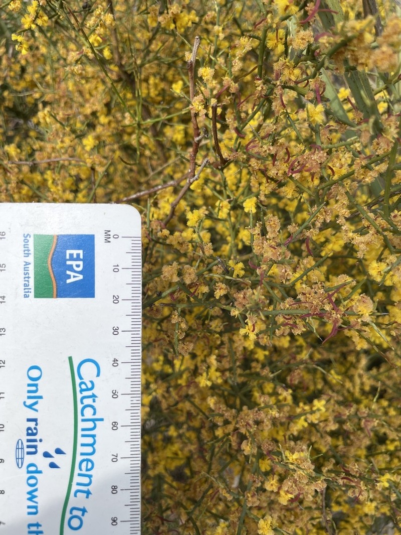 Acacia spinescens photo 8
