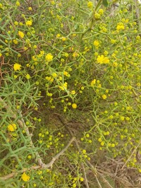 Acacia spinosissima