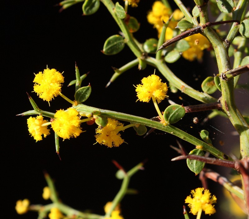 Acacia spinosissima photo 2