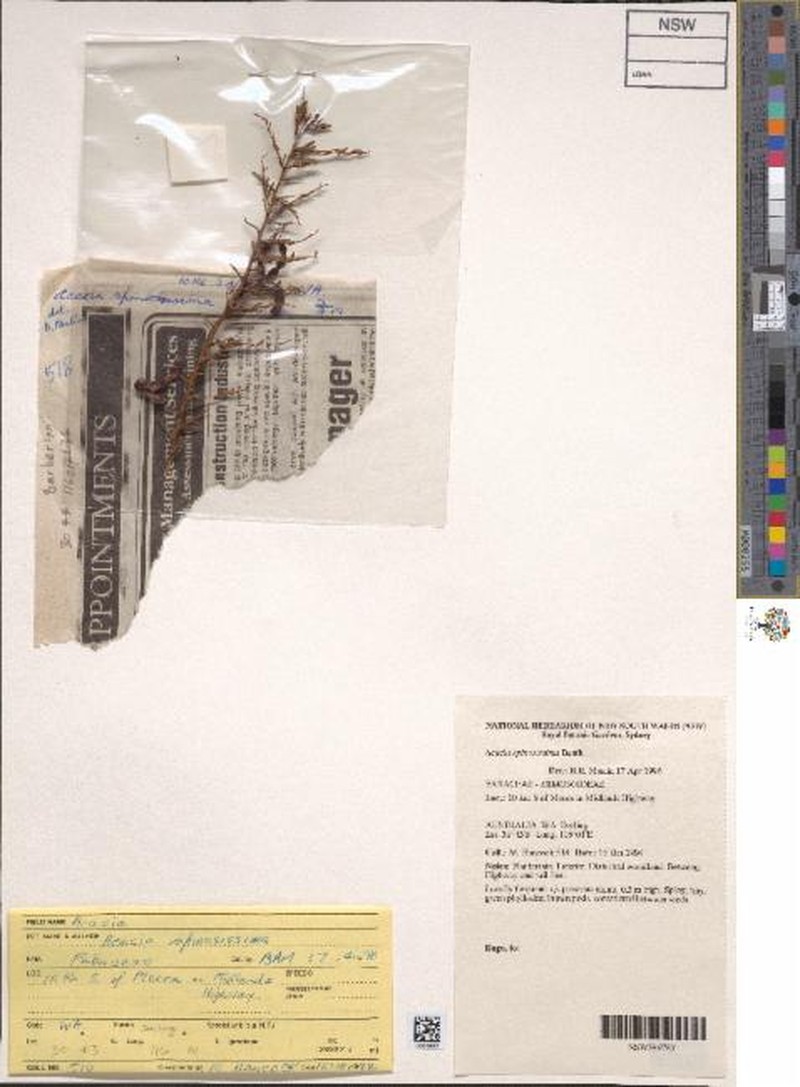 Acacia spinosissima photo 4