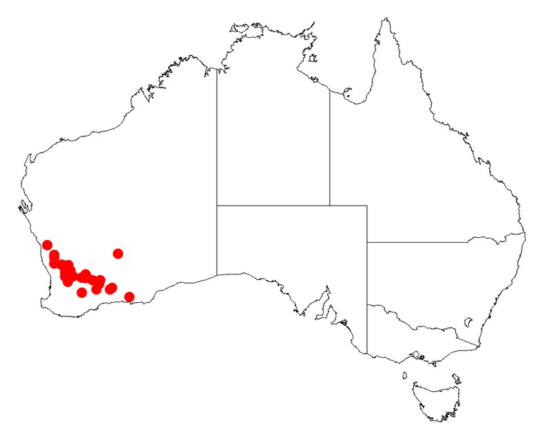 Acacia spinosissima