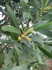 Acacia spirorbis