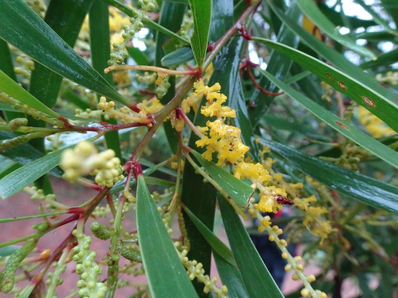 Acacia spirorbis photo 2