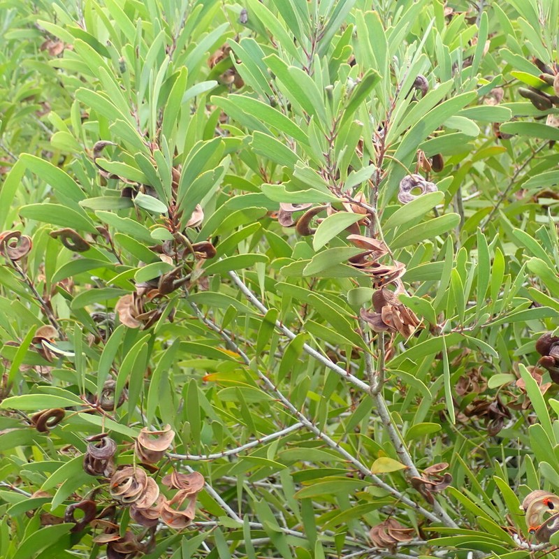 Acacia spirorbis photo 3