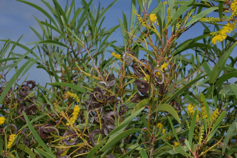 Acacia spirorbis photo 4