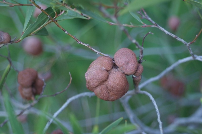 Acacia spirorbis photo 5