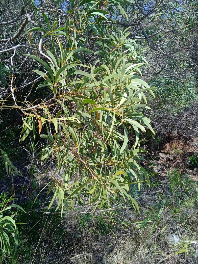 Acacia spirorbis photo 7