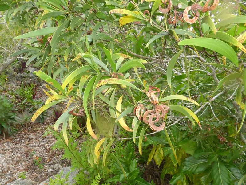 Acacia spirorbis photo 8