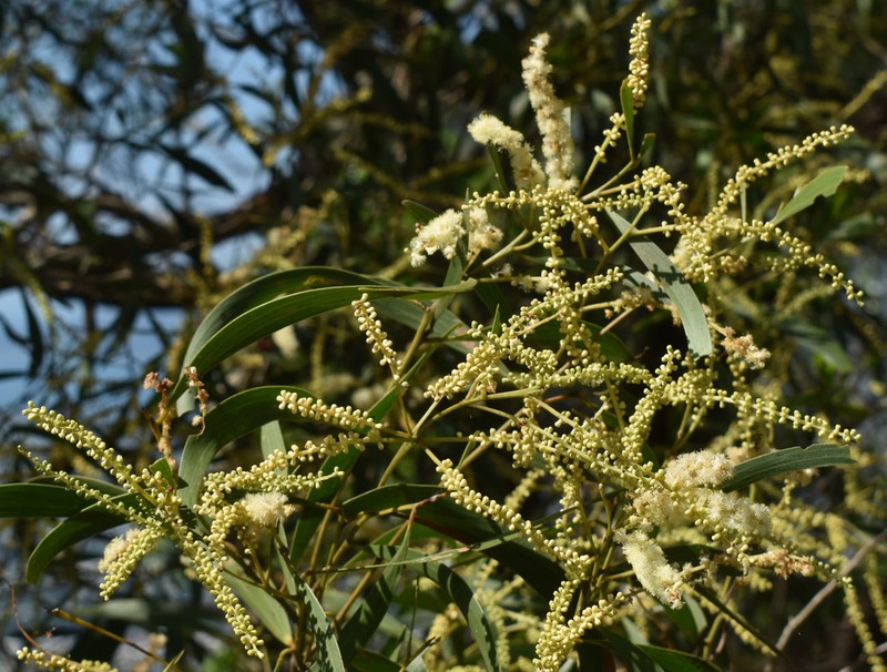 Acacia spirorbis subsp. solandri photo 3