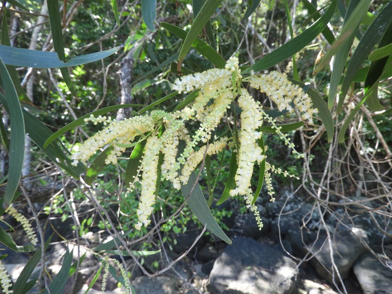 Acacia spirorbis subsp. solandri photo 4