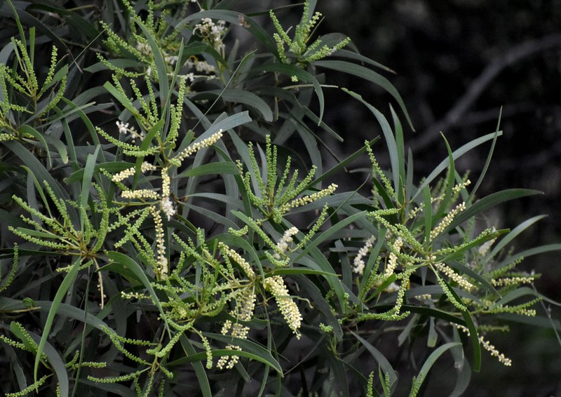 Acacia spirorbis subsp. solandri photo 5