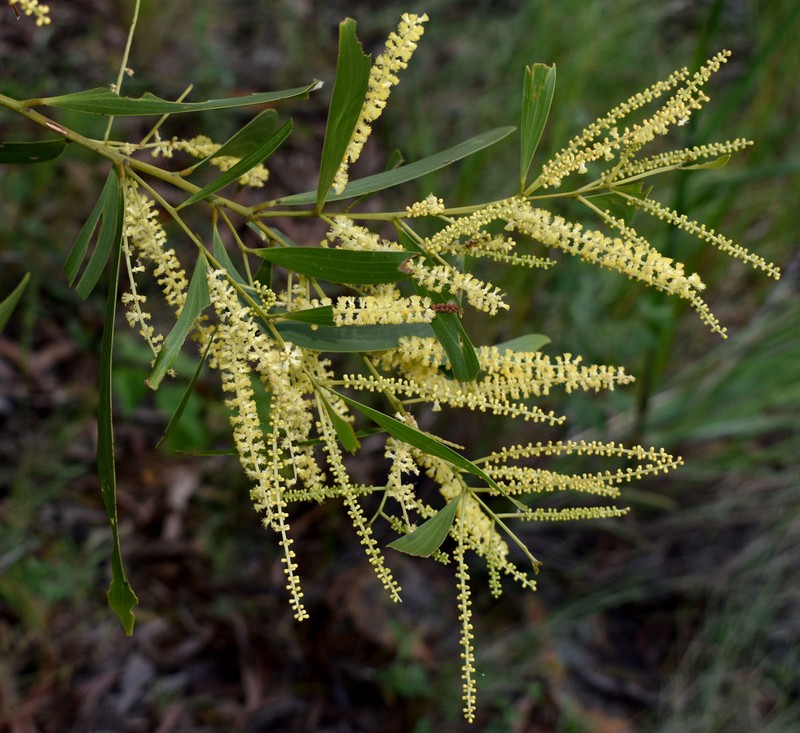 Acacia spirorbis subsp. solandri photo 6
