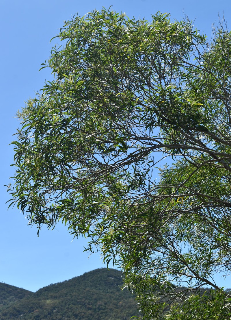 Acacia spirorbis subsp. solandri photo 7