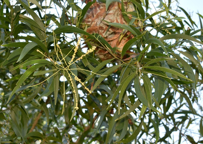 Acacia spirorbis subsp. solandri photo 8