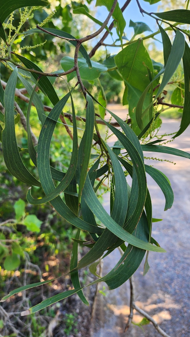 Acacia spirorbis subsp. solandri