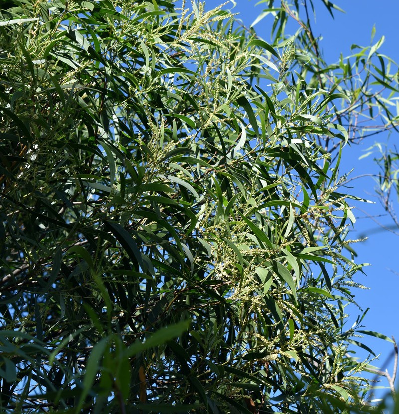Acacia spirorbis subsp. solandri photo 2
