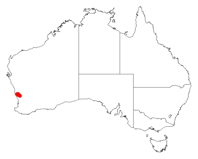Acacia splendens