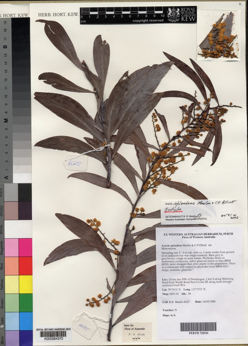 Acacia splendens photo 2