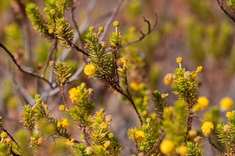 Acacia spondylophylla photo 2