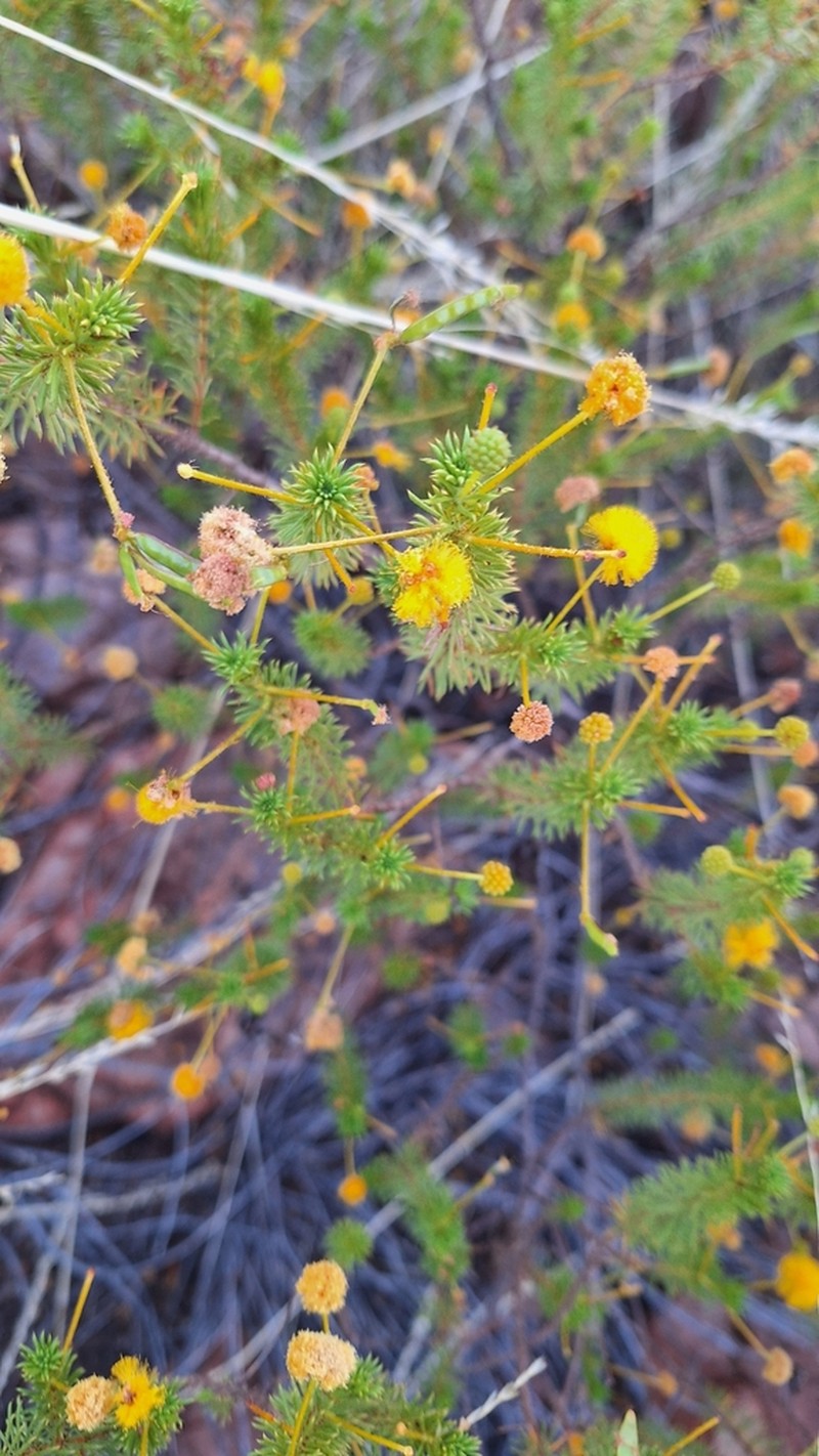 Acacia spondylophylla photo 3