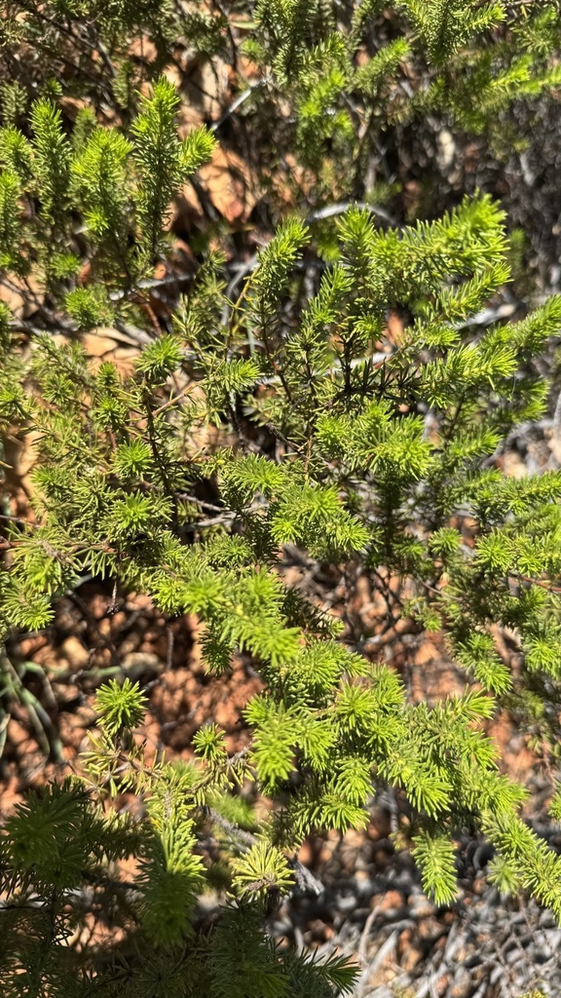 Acacia spondylophylla photo 4