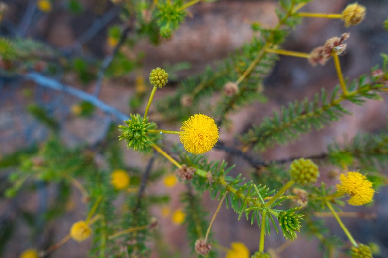 Acacia spondylophylla photo 5