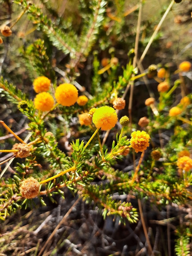 Acacia spondylophylla photo 6