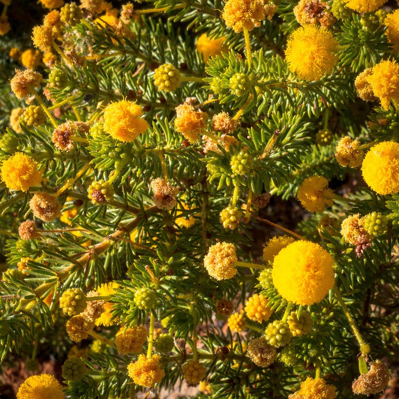 Acacia spondylophylla photo 7