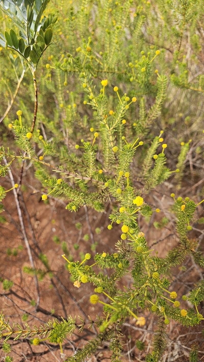 Acacia spondylophylla photo 8