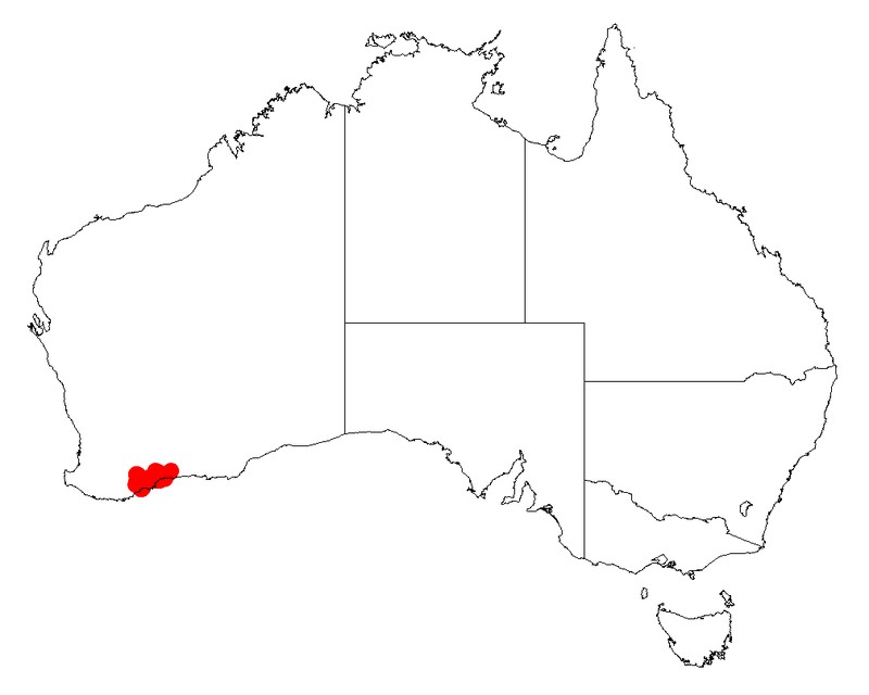 Acacia spongolitica