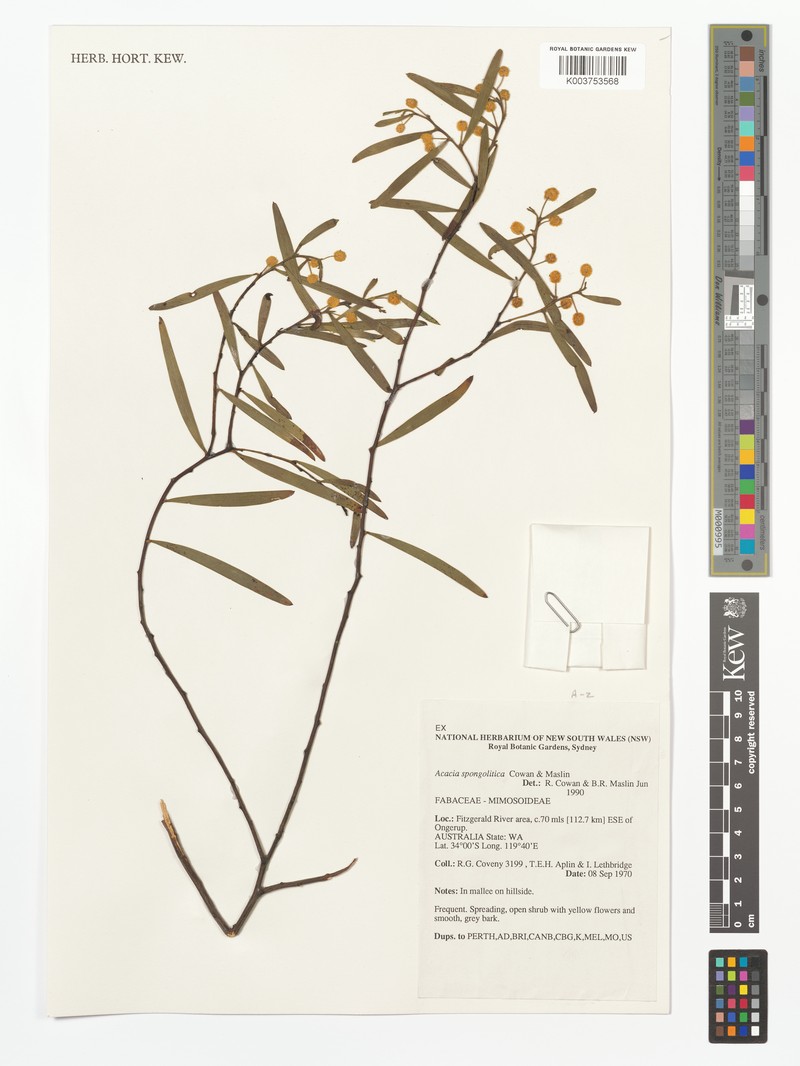 Acacia spongolitica photo 2