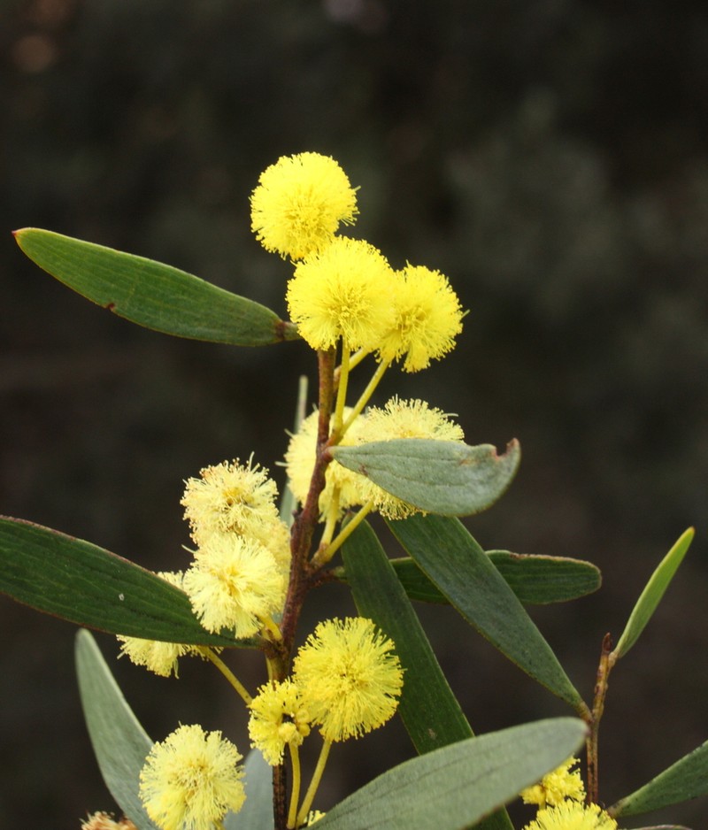 Acacia spongolitica photo 3