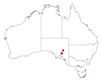 Acacia spooneri