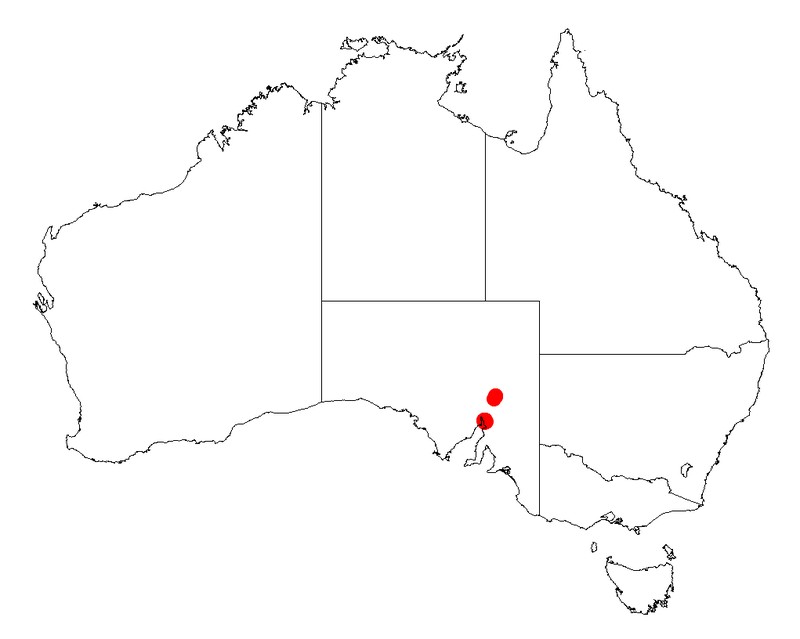 Acacia spooneri
