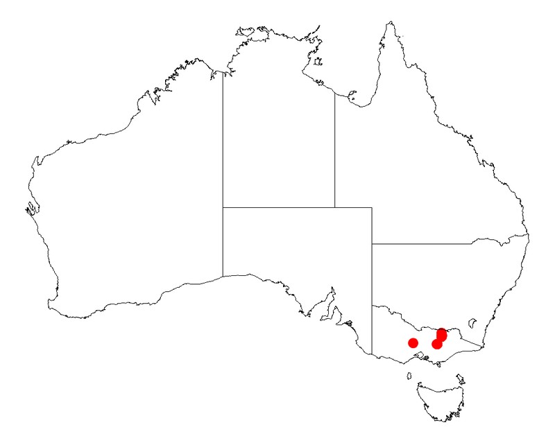 Acacia sporadica