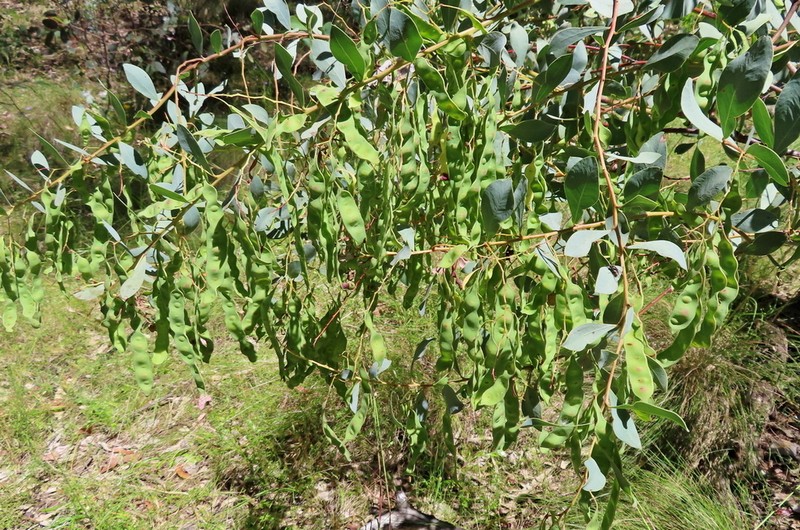 Acacia sporadica photo 2