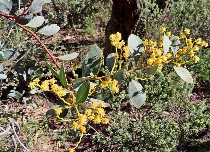 Acacia sporadica photo 3