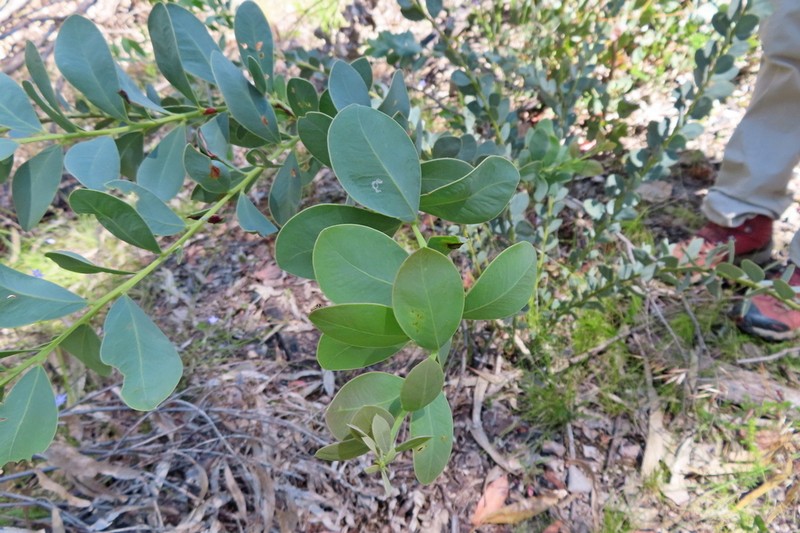 Acacia sporadica photo 4