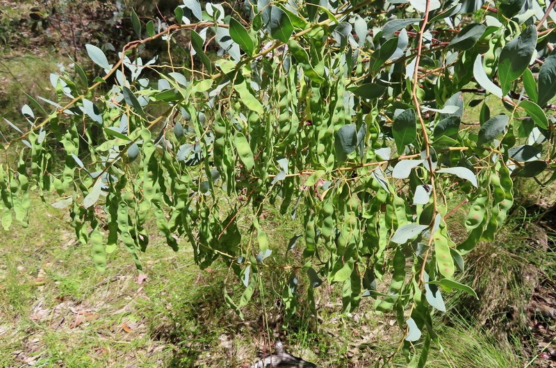 Acacia sporadica photo 7
