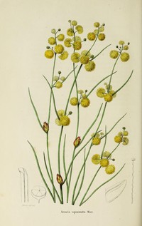 Acacia squamata