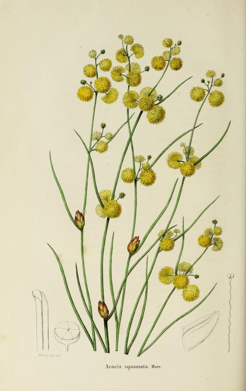Acacia squamata