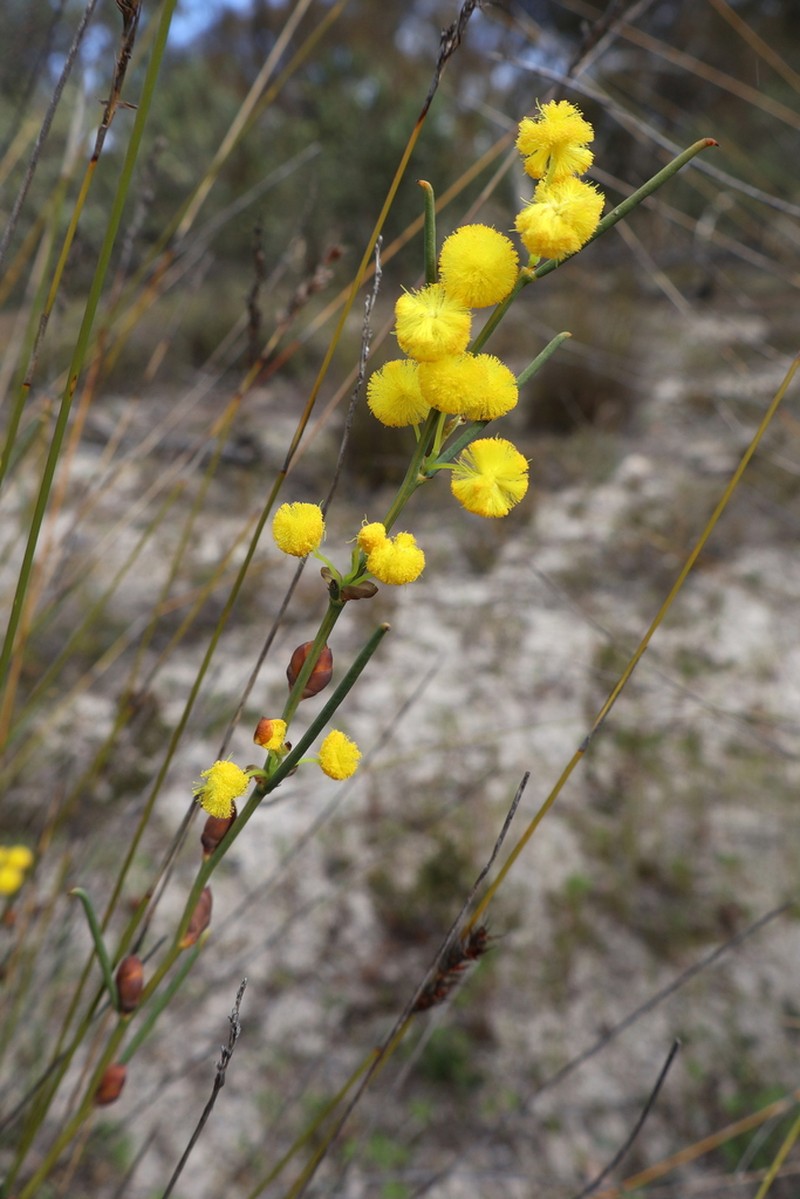 Acacia squamata photo 2