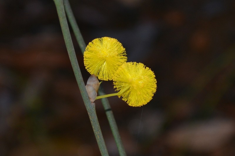 Acacia squamata photo 3